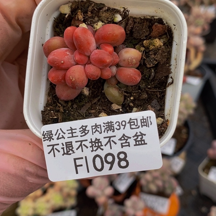 芒果奶2cm1098多肉植物