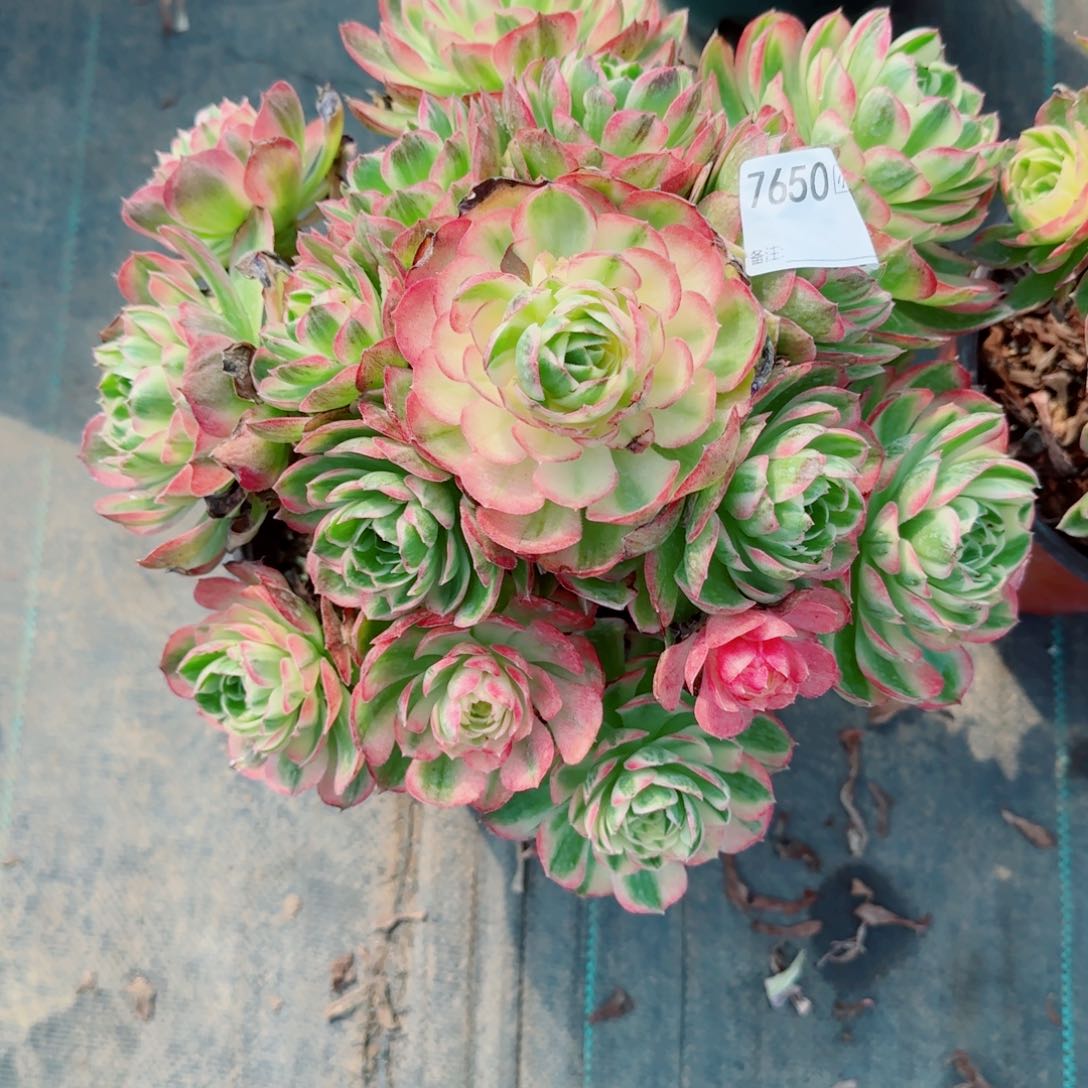 橙**绿7650海王多肉多肉