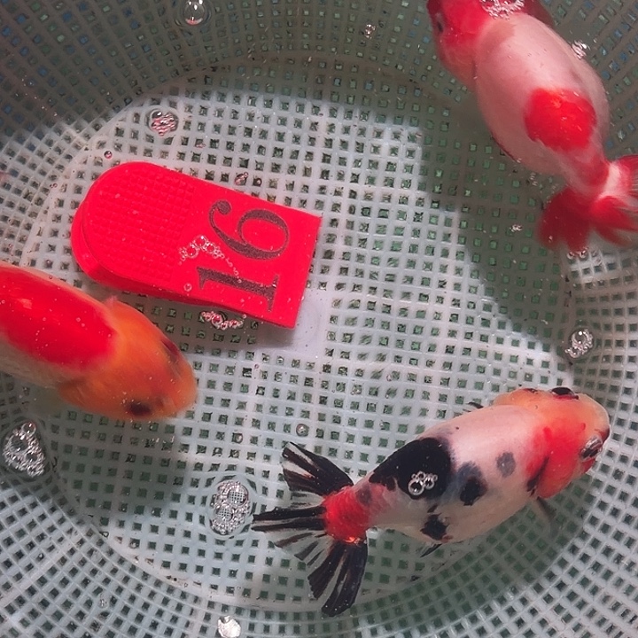 金鱼16号尺寸6-9区间