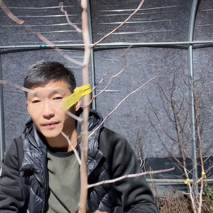 战***哥无花朵油炸一物一拍树苗
