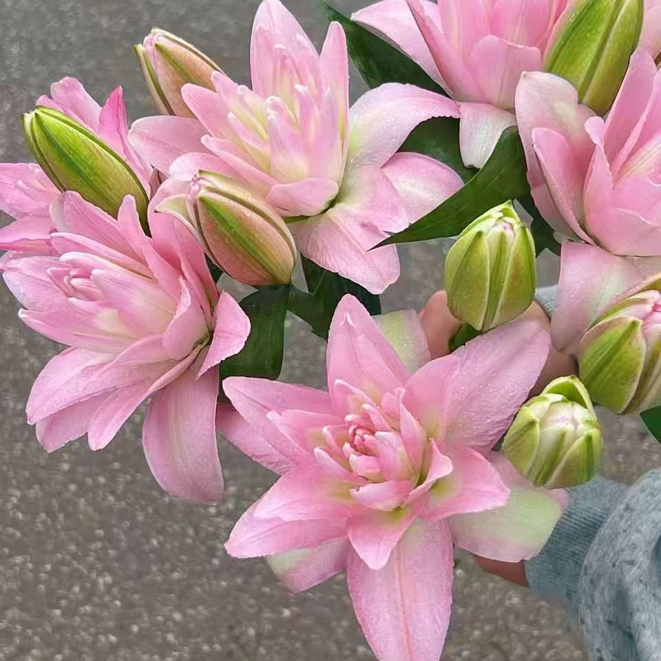 【娟娟花卉】香妃  高级贵气重瓣百合鲜花