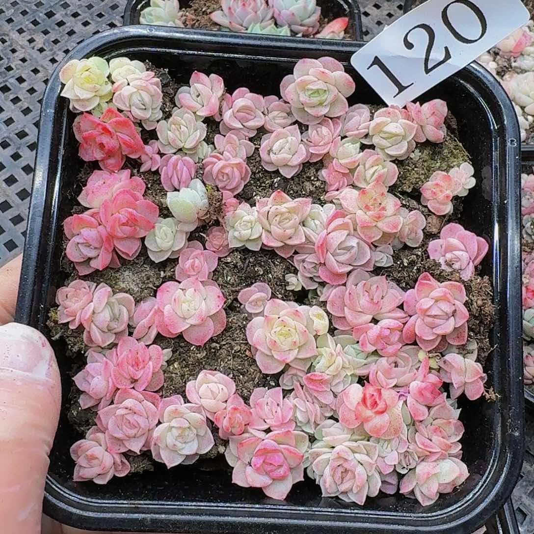 多肉植物多肉植物120