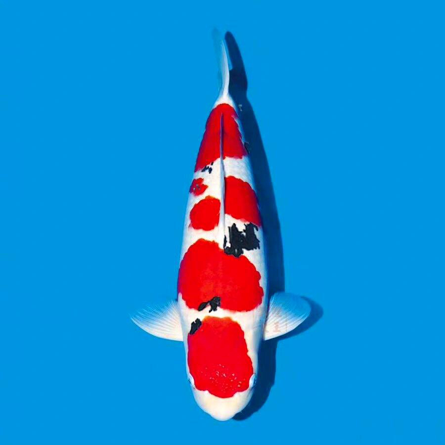 红白大正昭和三色锦鲤活体冷水观赏鱼好养耐活淡水鱼