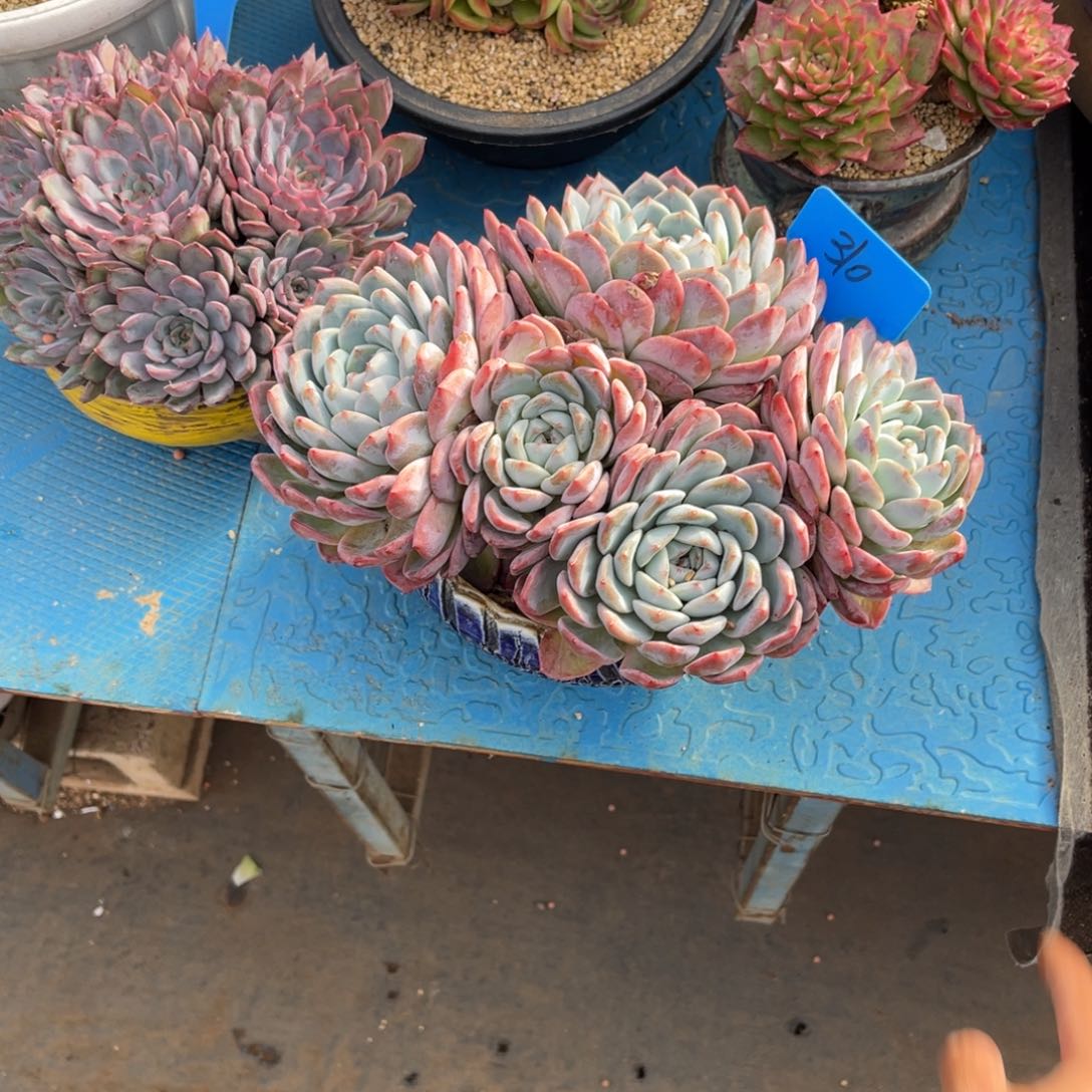 好**宋310粉冰玉多肉植物