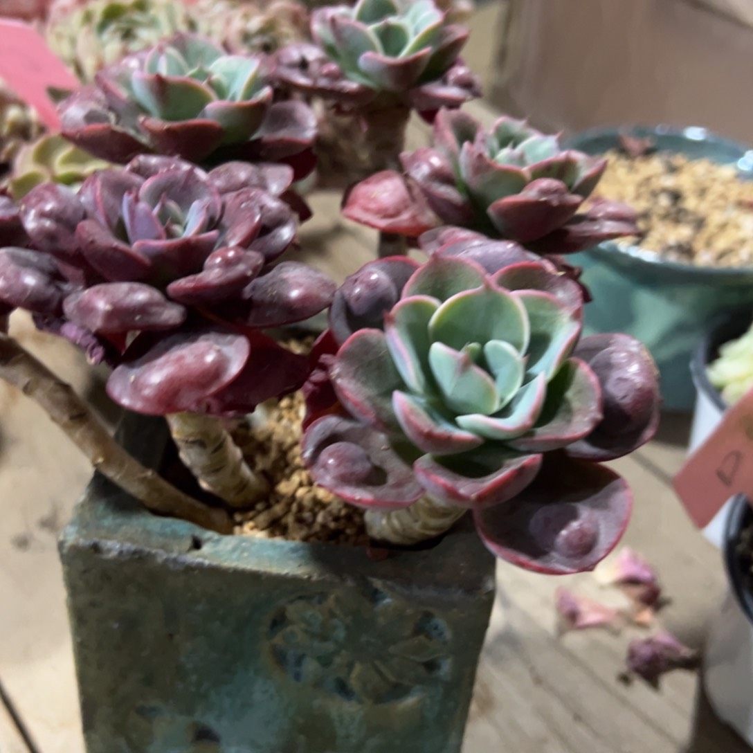 多肉植物一物一拍