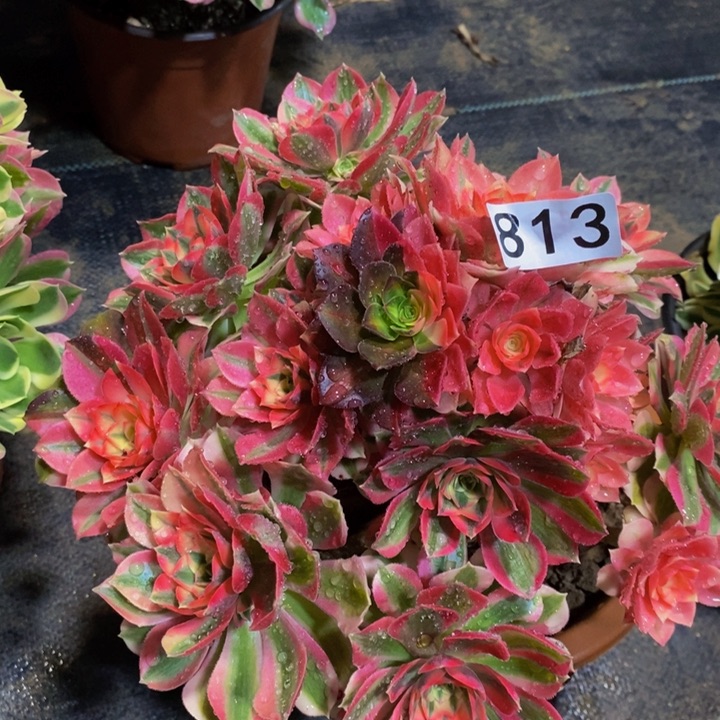 813 粉女巫的法师的