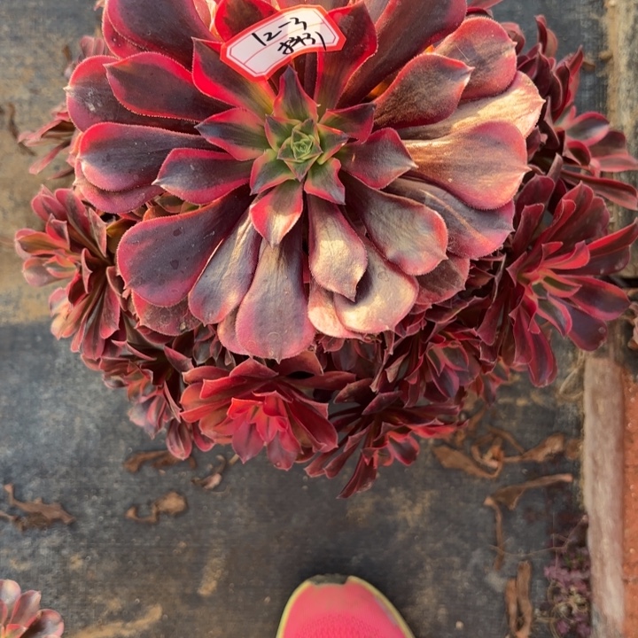 依***）美杜莎多肉法师不包损