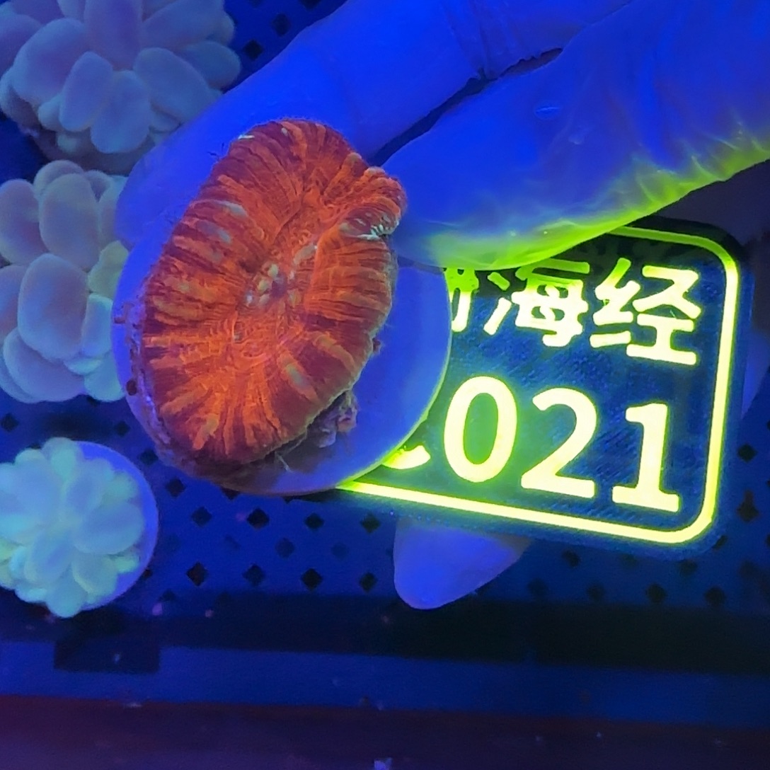 v****纽扣珊瑚晓晓不包邮甜甜圈C021