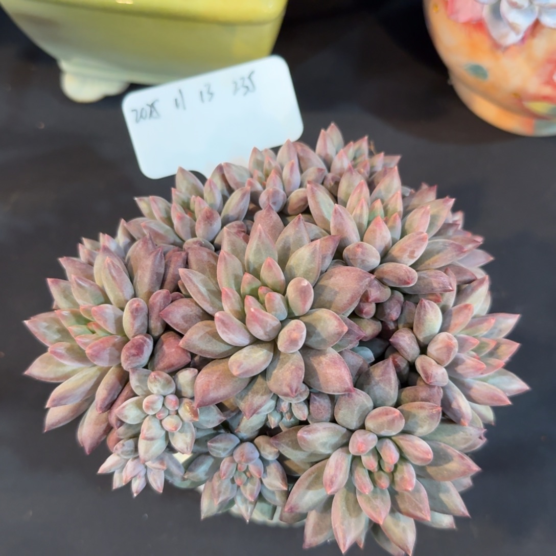 一物一拍11-14红体虞美人235