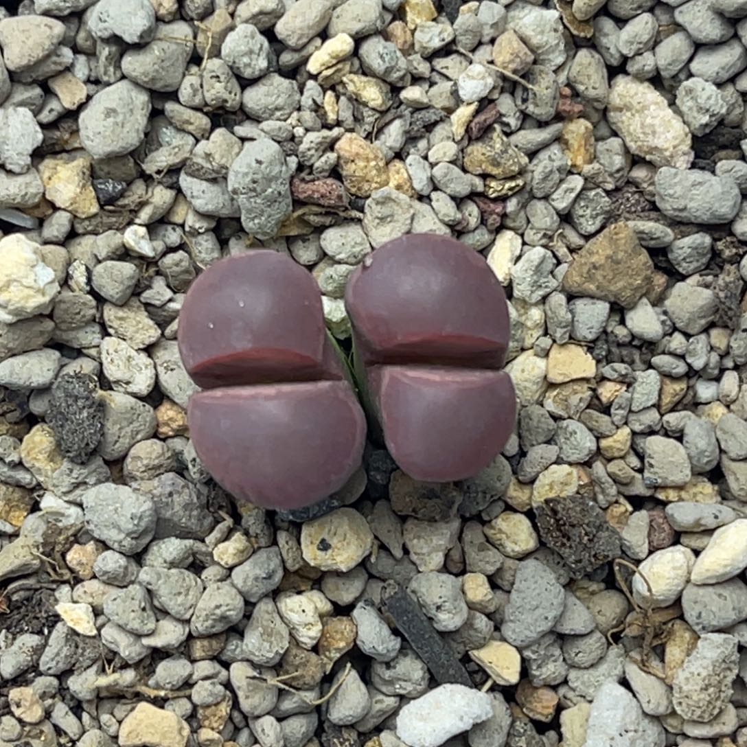 0155双头净窗橄榄一颗