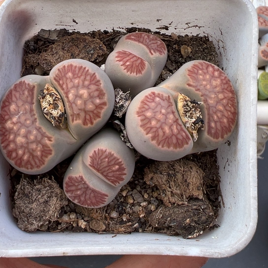 12.8好看的多肉脱土发货444