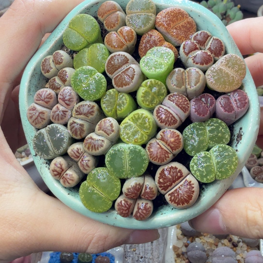 悦***丶多肉植物和植物的生长746