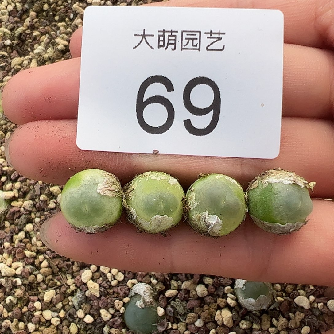 量拍以下2颗拉登。    69