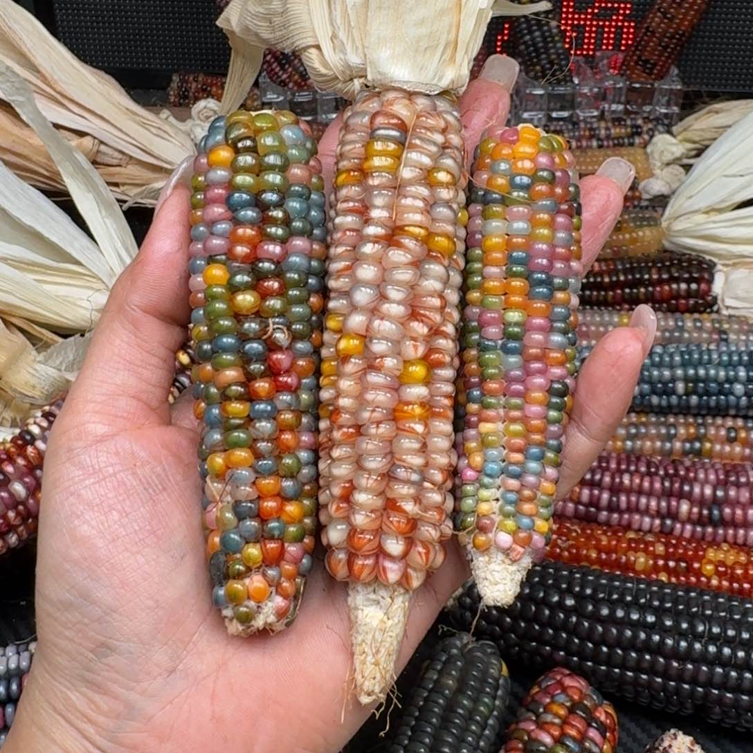 柏香籽/百香籽吊坠用****3