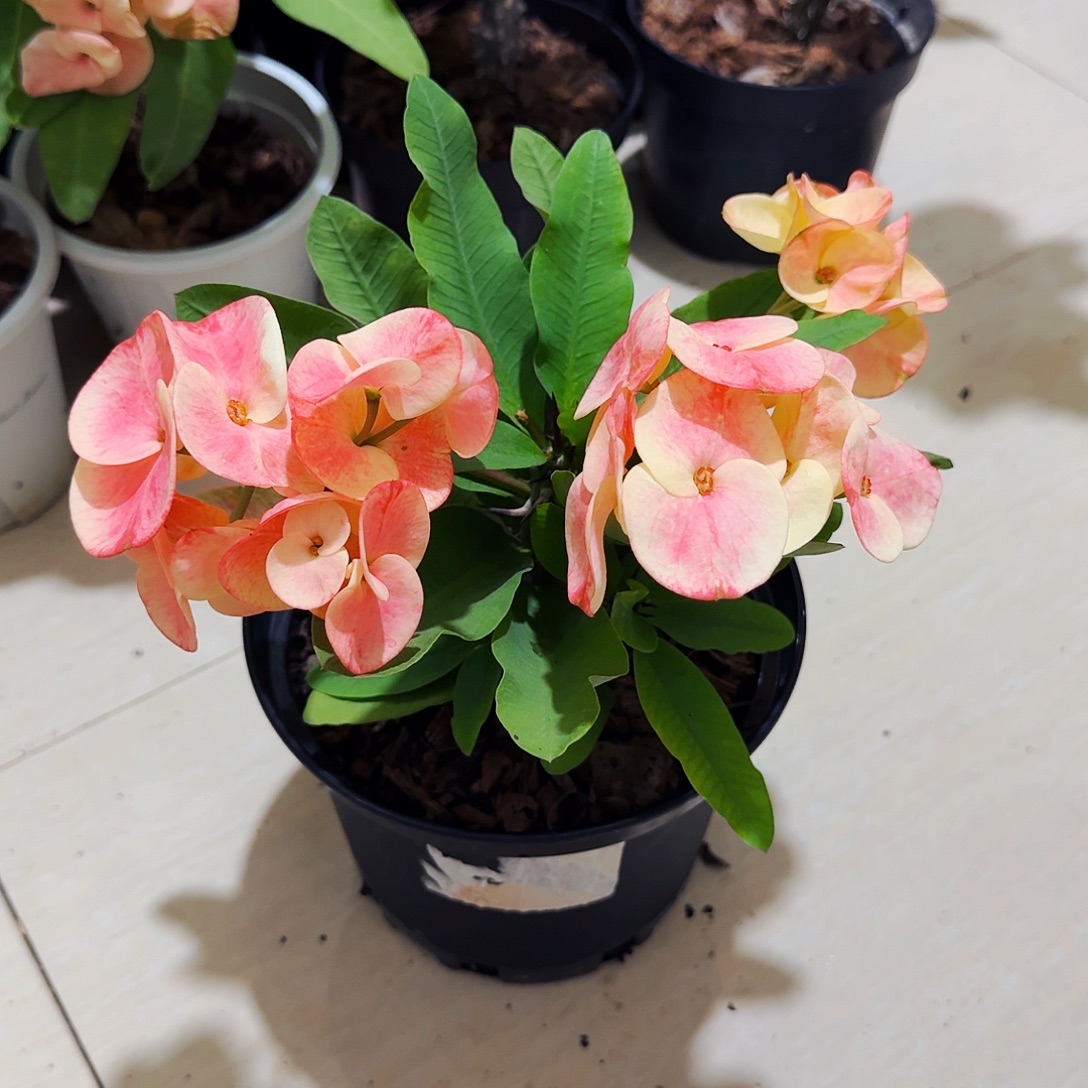 润***汐完全开放永恒的爱直播间一物一拍