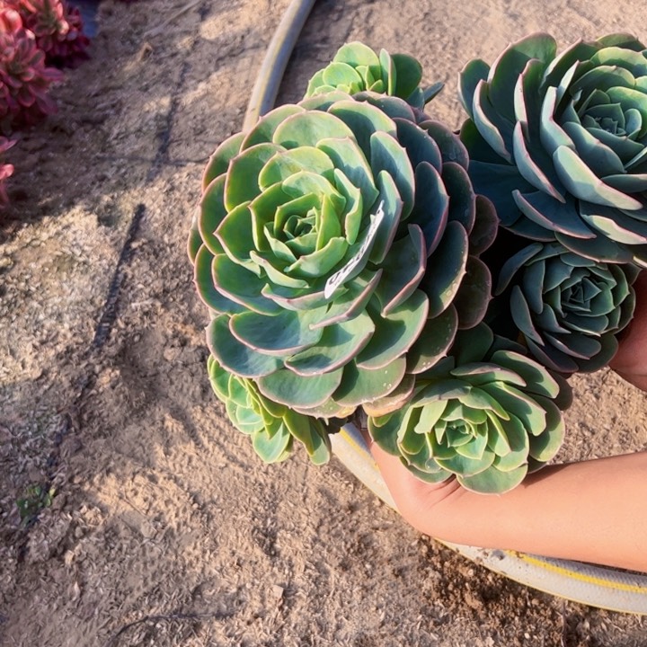 1940玉蝶多肉植物法师