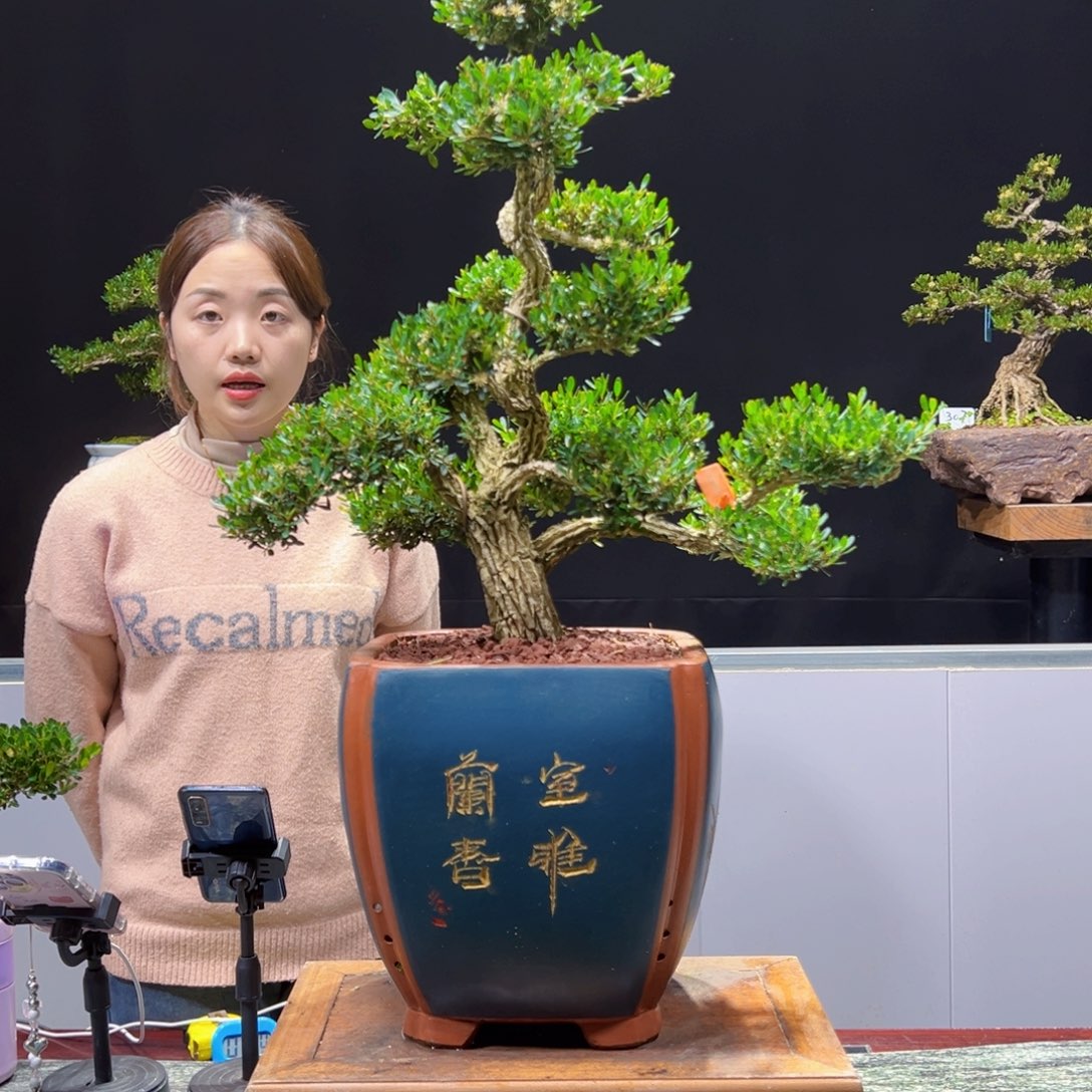 四季常青老桩黄杨盆景