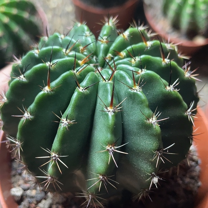 118号小倒钩实生彩草