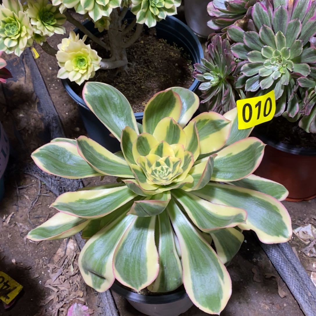 燕姿锦多肉法师010