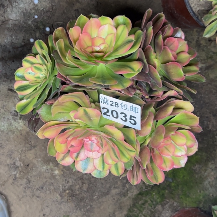 2035南洛神多肉植物