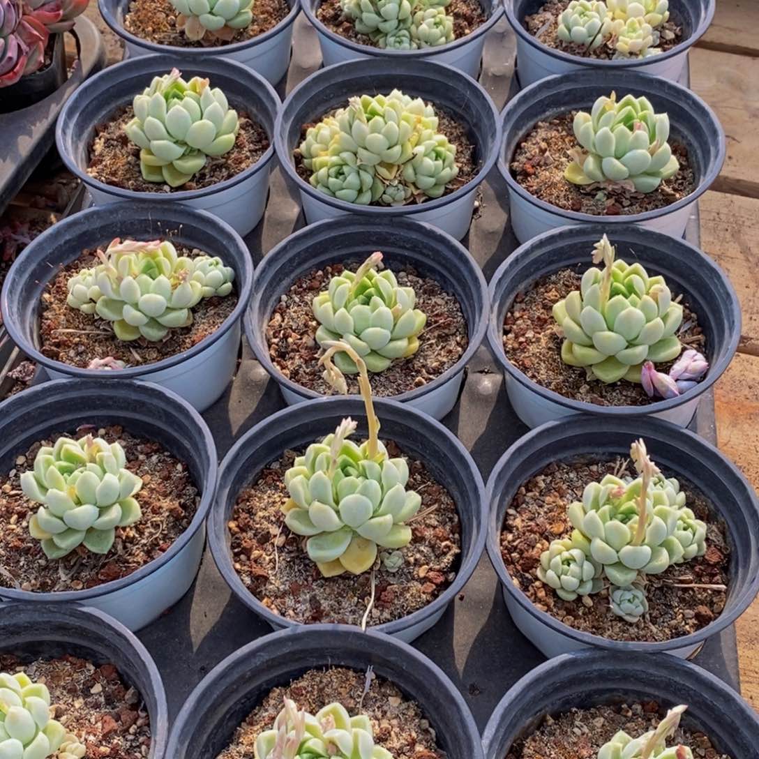 479多肉植物保护研究所所长