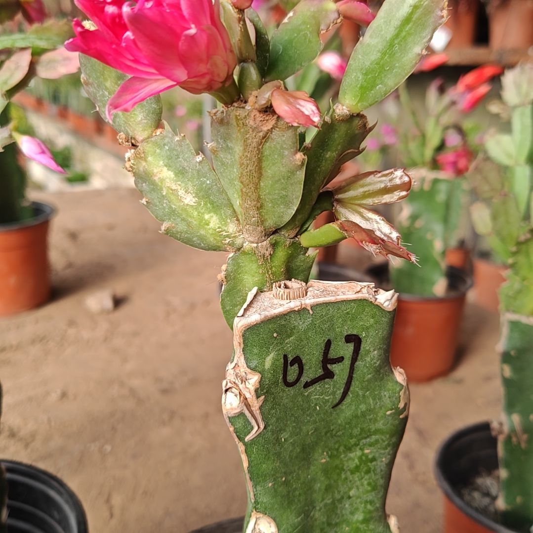 057脱土脱盆易掉芽苞814