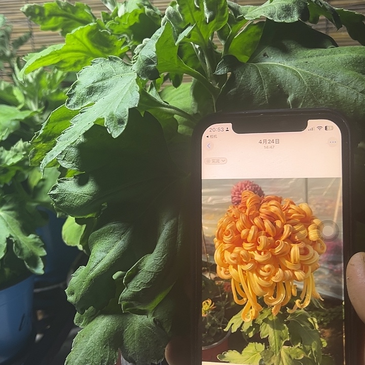 当前无花朵，栽培后可花朵七彩北汤
