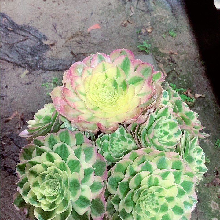 玉姿捧花，多肉植物