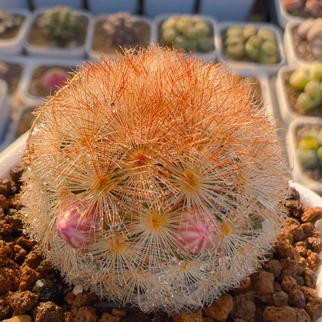 58多肉植物百科知识