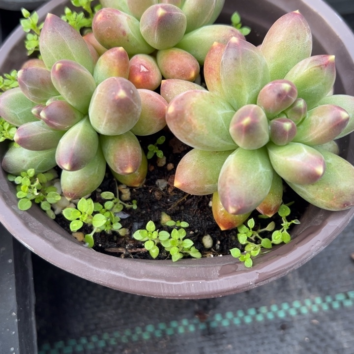 千代田多肉植物多肉