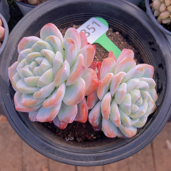 健健康康平平安安