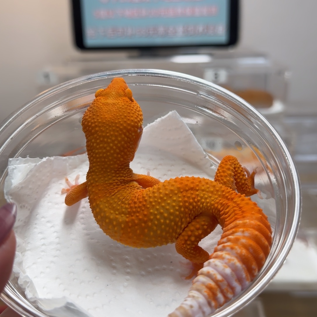 豹纹守宫雨水蜜桔弟弟