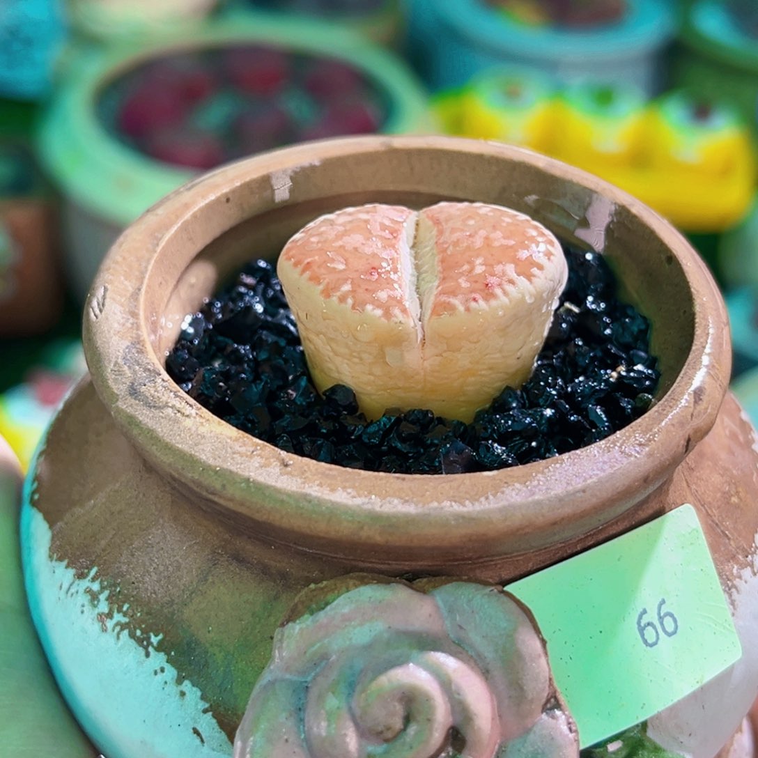 031生石花2.5cm连盆带土包邮