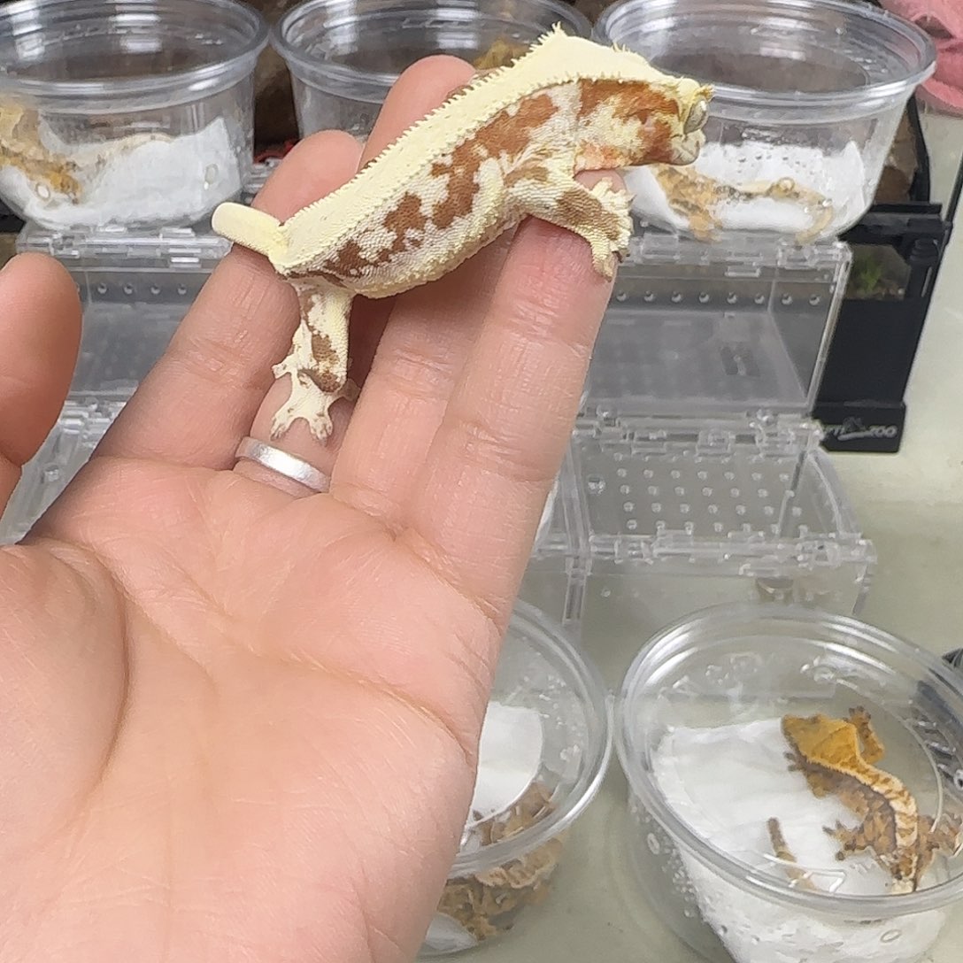 睫角守宫小满背红底莉莉白