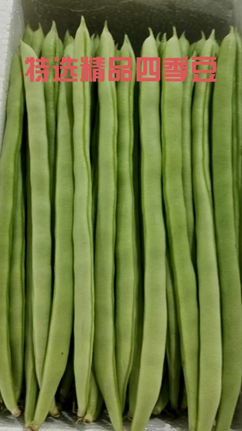 （特选精品四季豆）农家种植新鲜四季豆现摘现发脆嫩多汁适合炒菜