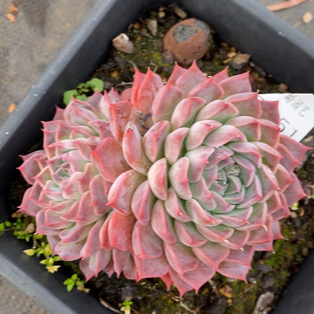 7151杂交多肉老桩