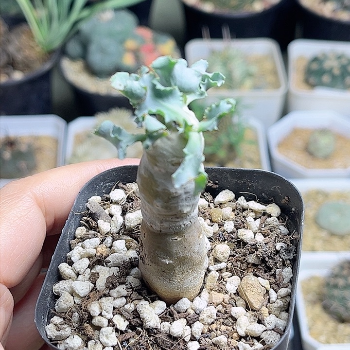 雪露厚敦菊一物一拍