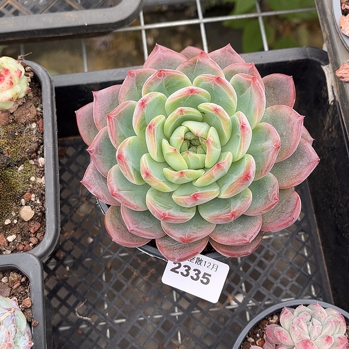 阿阿雅园艺。  2335红鸾