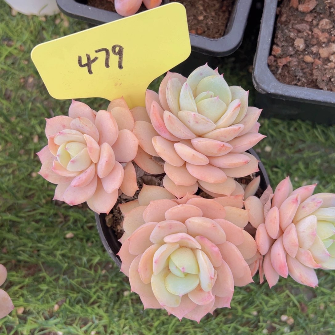 香玉的故事是一个人的故事