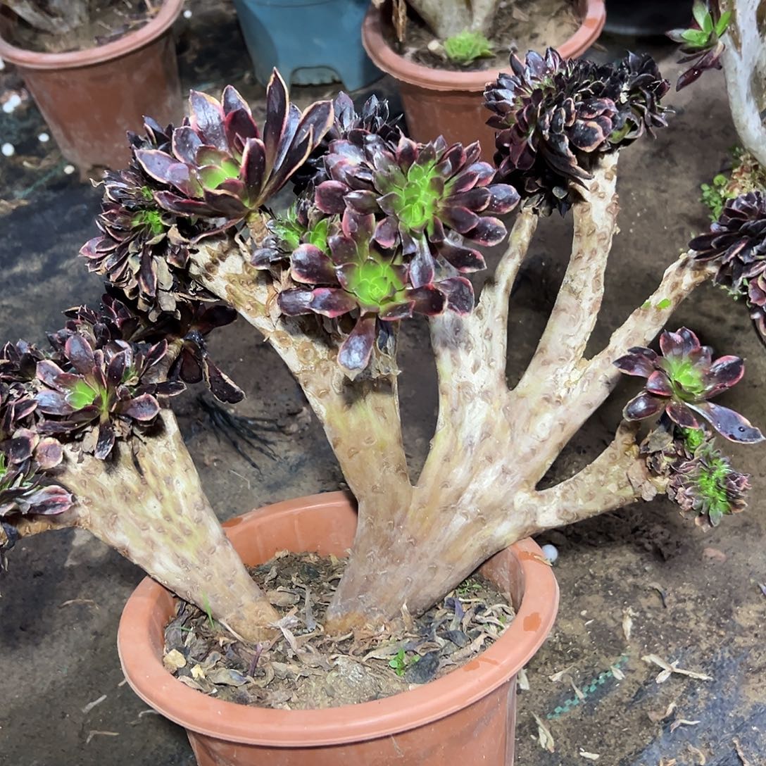 多肉400植物欧嘉莉缀花处理