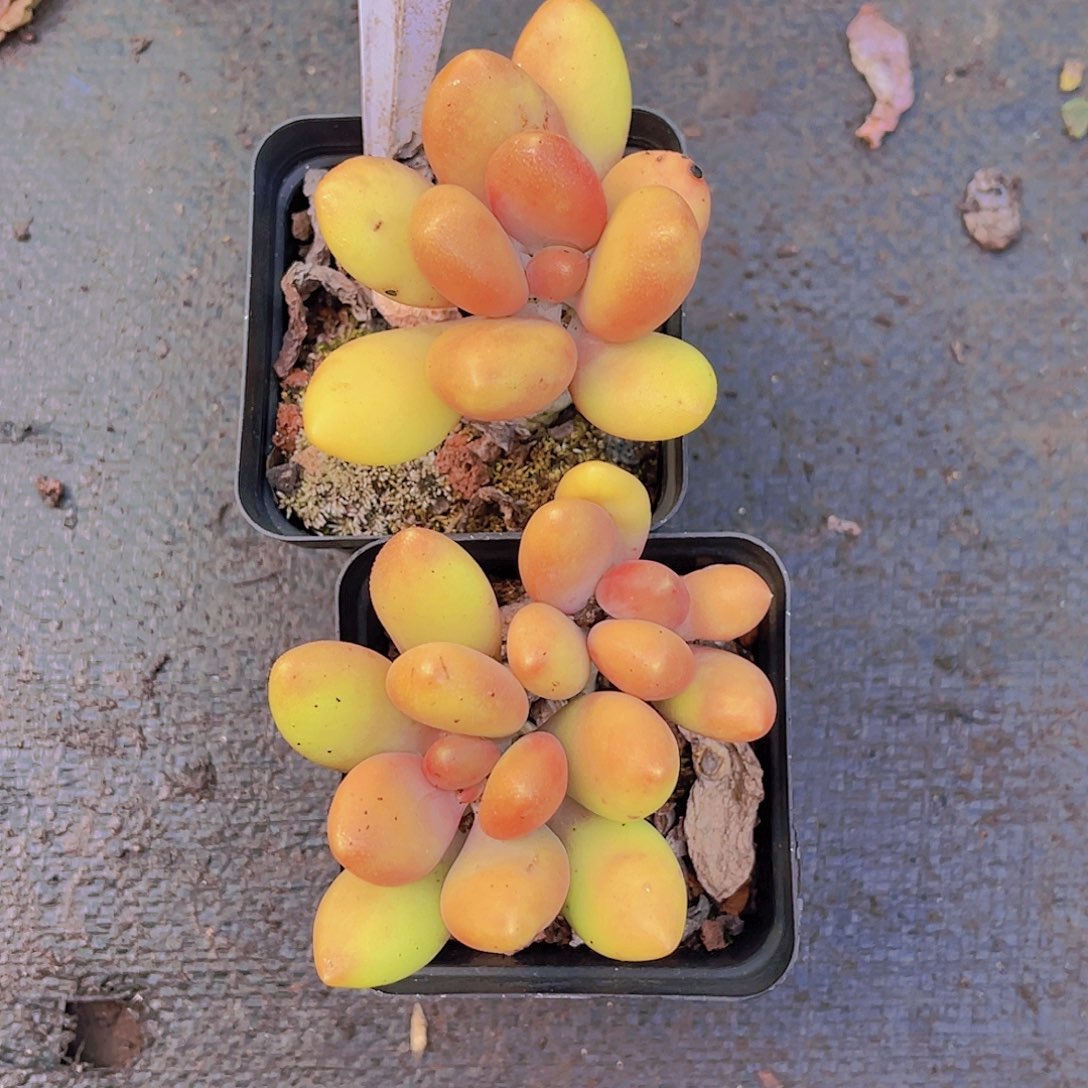 带***@00000000000000262