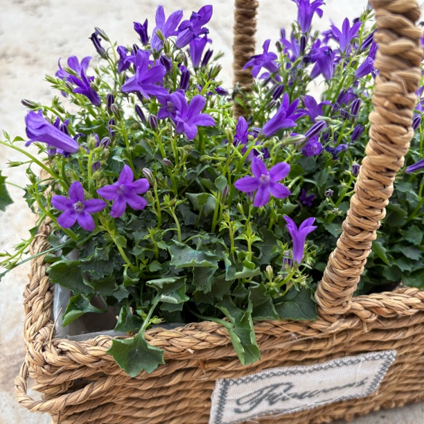 精品单瓣意大利风铃到手大花一盆络新妇