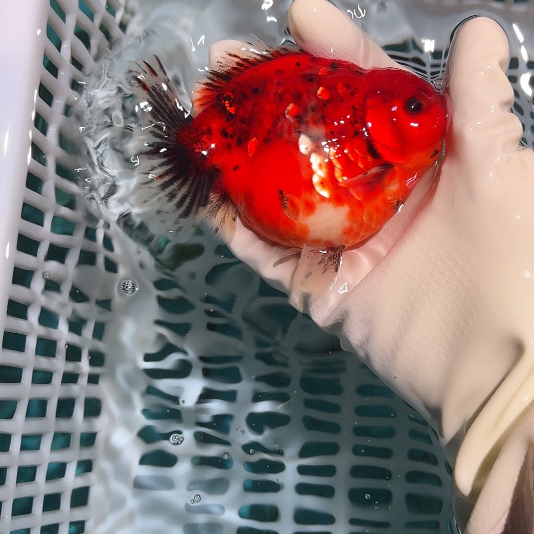 金鱼金鱼215585586888