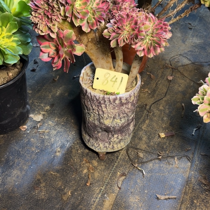 841粉女巫缀多肉一物一拍