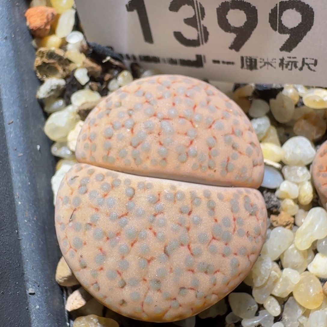 zzzz精品生石花1399