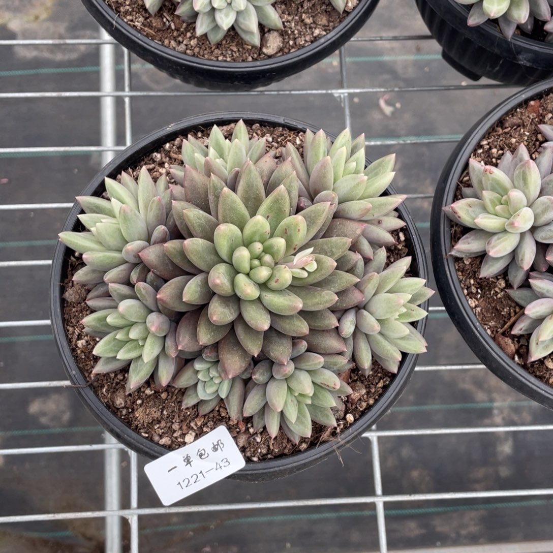 小***妮1221-43-红蜻蜓。。。。。。。