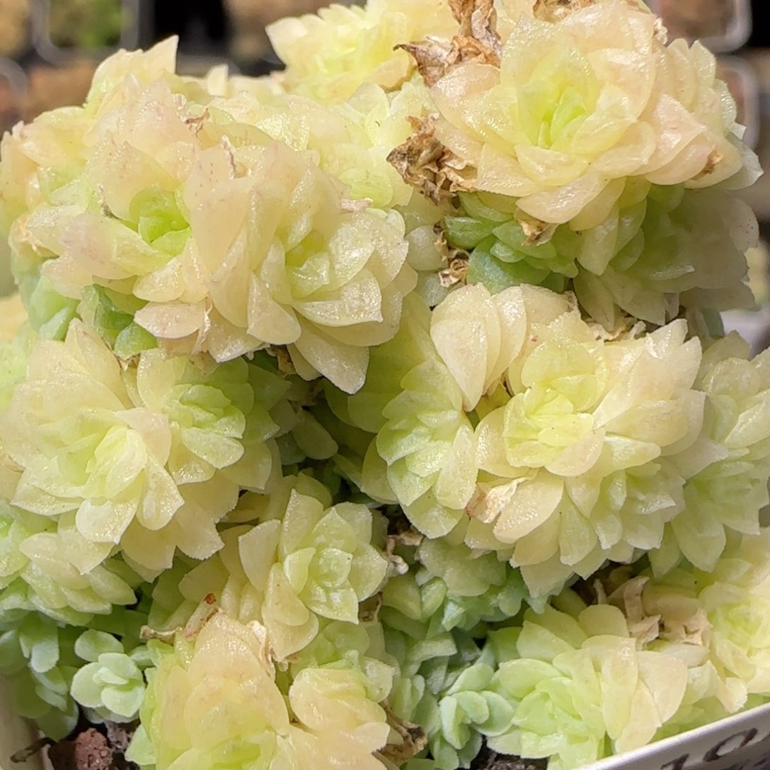 花语逸镜1024-248麦秆散