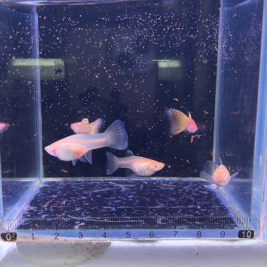 孔雀鱼黄蕾丝白子3母2公