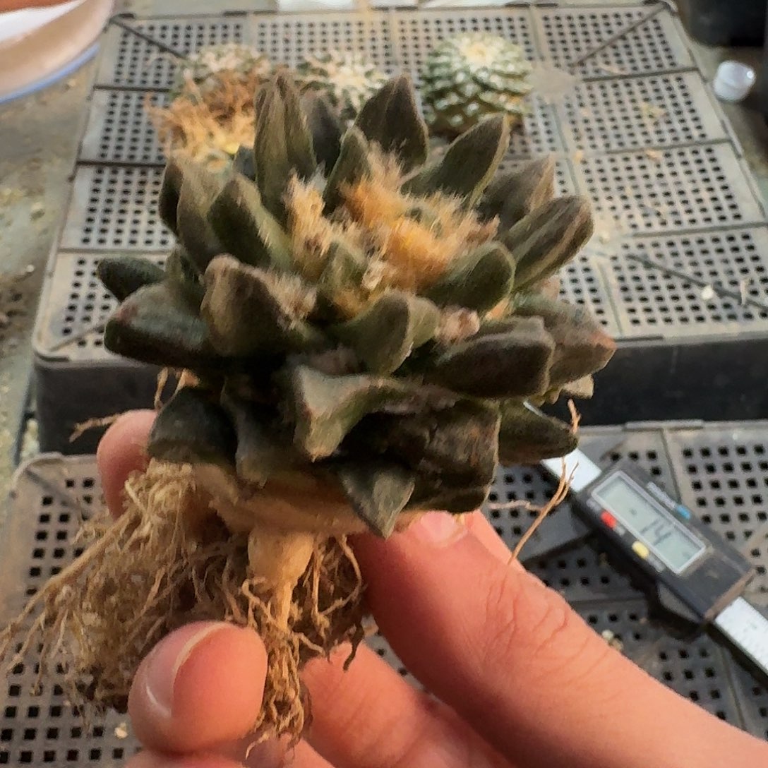 272号仙人球萝卜根