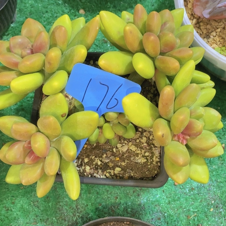 凡***儿是的哦亲爱你还记得